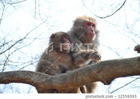 Parent and child of monkey Parent and child of monkey 12559393