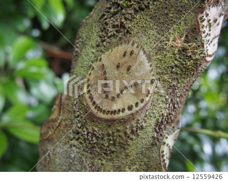 Nico-chan of the tree 12559426