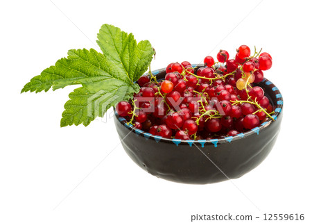 Red currant 12559616