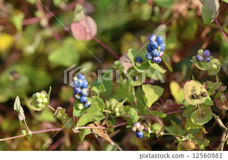 Fruit of Ishikawa 12560981