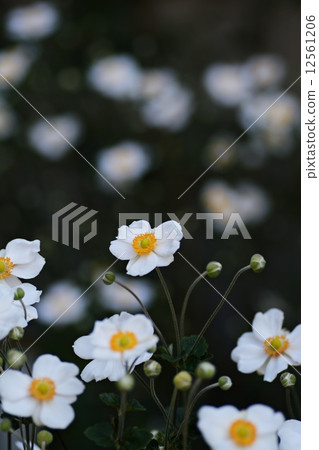 Shumayigiku 12561206