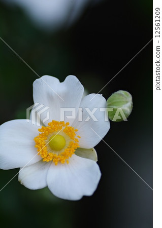 Up Shumayigiku 12561209