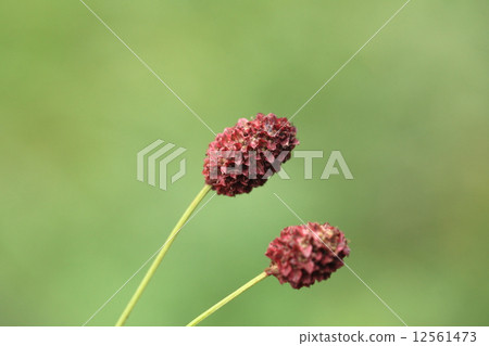 Natural plant Wakayumokou, written in kanji "Akihiro". There seems to be various origins of the name, but it does not look like a rose family flower Natural plant Wakayumokou, written in kanji "Akihiro". There seems to be various origins of the name, but it does not look like a rose family flower 12561473