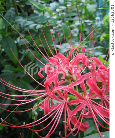 群集孤挺花 12562301