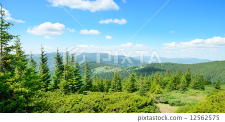 mountains covered trees mountains covered trees 12562575