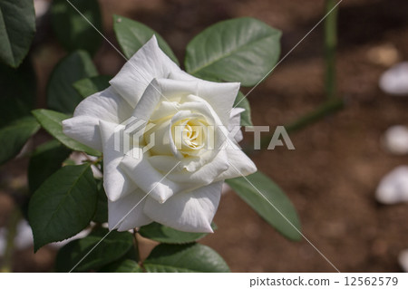 四季玫瑰（杜松子酒戒指） 12562579