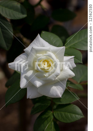 四季玫瑰(杜松子酒戒指) 四季玫瑰(杜松子酒戒指) 12562580