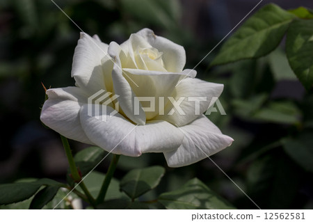 四季玫瑰（杜松子酒戒指） 12562581