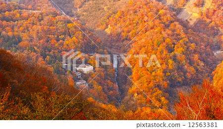 秋葉的第一片秋葉 12563381