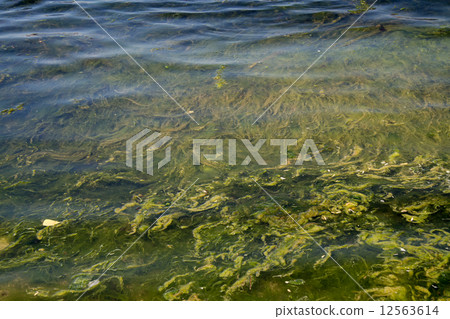 Polluted water at a sea coast 12563614
