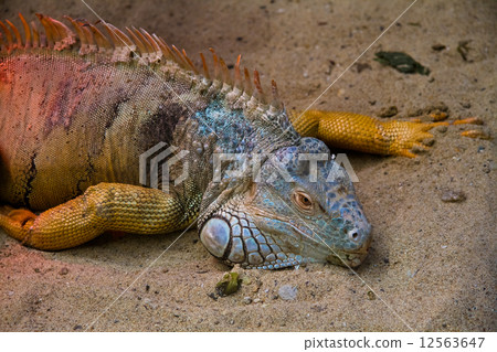 Green and yellow chameleon in zoo Green and yellow chameleon in zoo 12563647