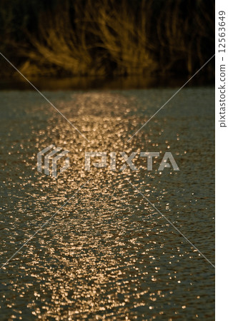 Reed Beds in Evening Sun 12563649