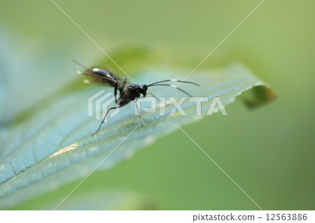 Creatures Insects Matsumura Togari hooks, children seem to parasitize butterflies and larvae of lizards. White coloring is beautiful ② Creatures Insects Matsumura Togari hooks, children seem to parasitize butterflies and larvae of lizards. White coloring is beautiful ② 12563886