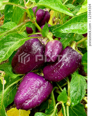 purple sweet peppers purple sweet peppers 12564304