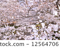 Cherry Blossoms	 12564706