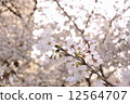 Cherry Blossoms	 12564707