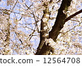 Cherry Blossoms	 12564708