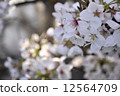 Cherry Blossoms	 12564709