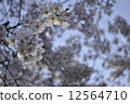 Cherry Blossoms	 12564710
