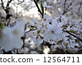 Cherry Blossoms	 12564711