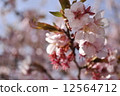 Cherry Blossoms	 12564712