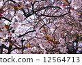 Cherry Blossoms	 12564713