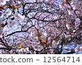Cherry Blossoms	 12564714