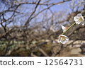Cherry Blossoms	 12564731