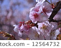 Cherry Blossoms	 12564732