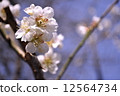 Cherry Blossoms	 12564734
