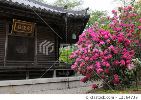 Hasegaji杜鵑花和Rokkakudo 12564739