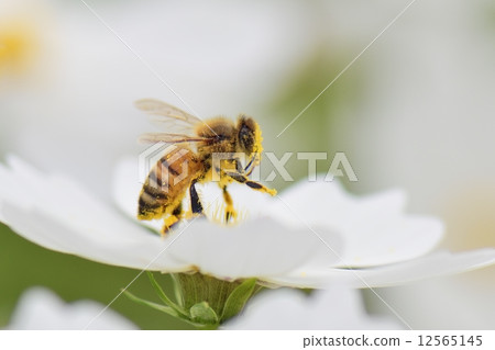 一隻蜜蜂 12565145