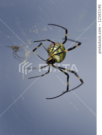 Joro蜘蛛 Joro蜘蛛 12565146