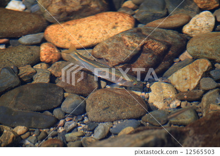 Oikawa swimming in Kintai Bridge Oikawa swimming in Kintai Bridge 12565503