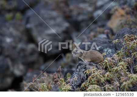 Cranky squirrel sideways Cranky squirrel sideways 12565530