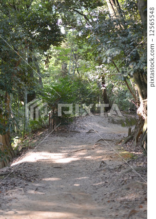 Path in the forest Path in the forest 12565548