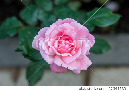 Four seasons blooming flower roses (Queen Elizabeth) Four seasons blooming flower roses (Queen Elizabeth) 12565583