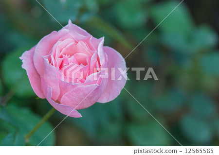 Four seasons blooming flower roses (Queen Elizabeth) Four seasons blooming flower roses (Queen Elizabeth) 12565585