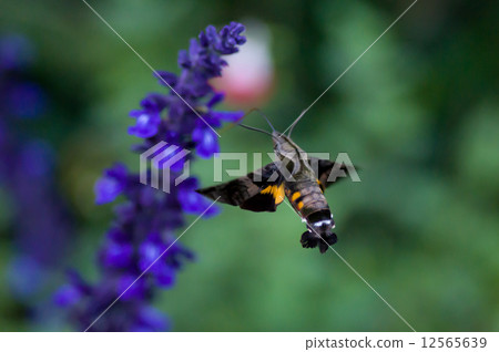 在藍色Salvia的Hoshihojaku 12565639