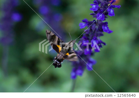 Hoshihojaku in Blue Salvia 12565640