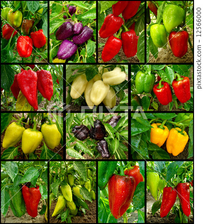 sweet peppers set sweet peppers set 12566000