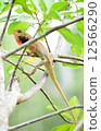 Oriental Garden Lizard 12566290