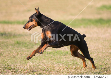 Running Doberman 12566572