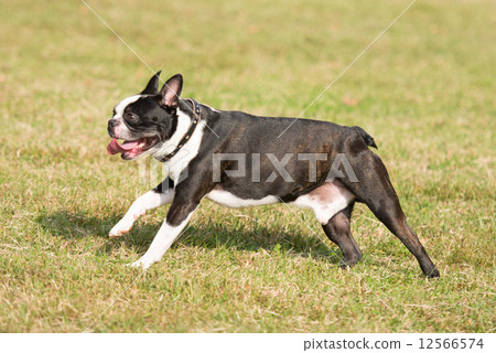 Boston Terrier 12566574