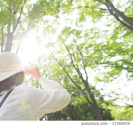 Wander through the forest 12566959