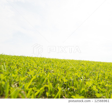 Meadow 12566961