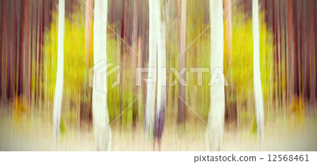 Abstract motion blurred trees in a forest. Abstract motion blurred trees in a forest. 12568461