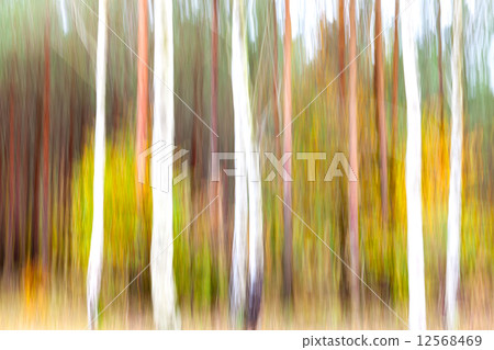 Abstract motion blurred trees in a forest. Abstract motion blurred trees in a forest. 12568469