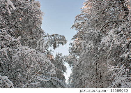 Snow forest 12569080