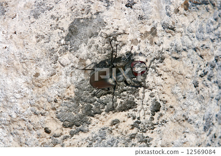 European stag beetle 12569084